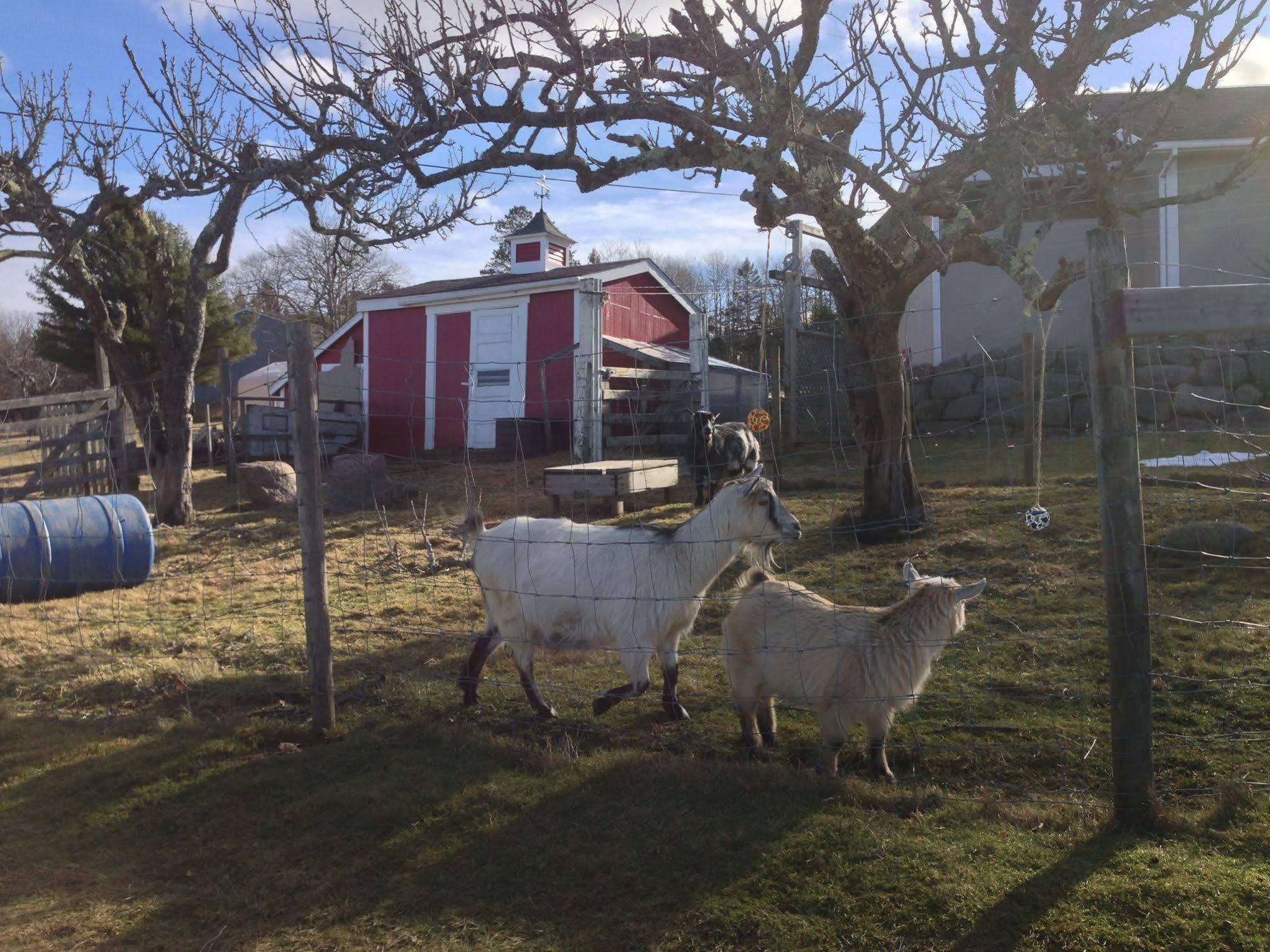 Upper Clements Cottages & RV Park Annapolis Royal Buitenkant foto